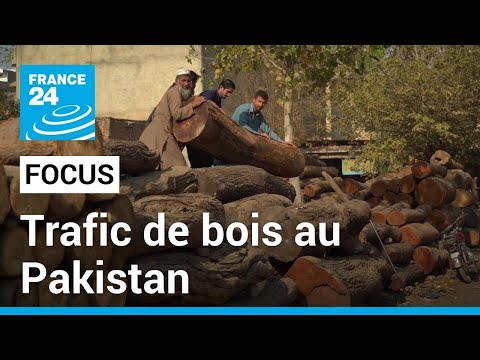 Pakistan : les autorités impuissantes face aux trafiquants de bois • FRANCE 24