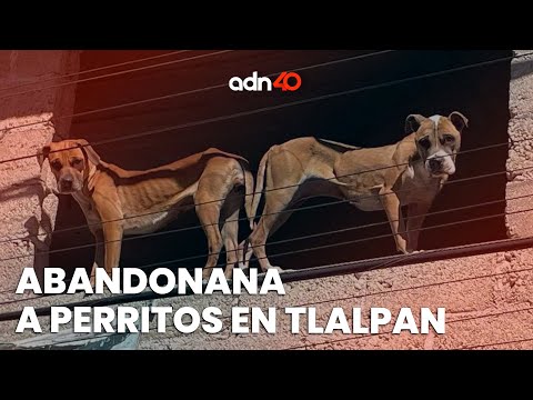 ¡Denuncia Ciudadana! Denuncian abandono de dos perritos en la alcaldía Tlalpan