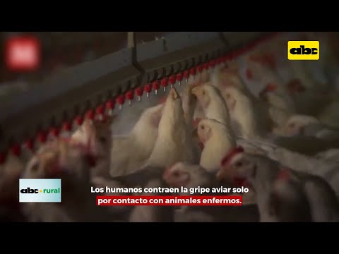 Japón suspende compra regionalizada en Brasil por gripe aviar en granja