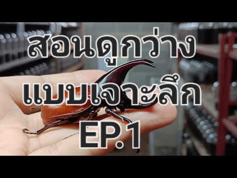 สอนดูกว่างแบบเจาะลึกep.1(โดยทอ