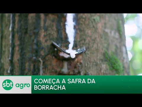 SBT Agro 22/04/24: Safra da borracha movimenta mais de R$ 20 bilhões no mercado brasileiro