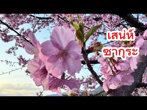 รีบดูก่อนที่จะร่วง!!มาเร็วไปเ