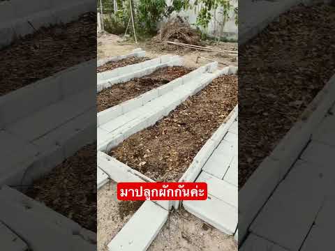 แปลงผักง่ายๆเกษตรบ้านๆgarden