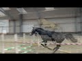 Show jumping horse Zapatero VDL 3 jarige ruin schimmel uit Elite voorl Keur merrie