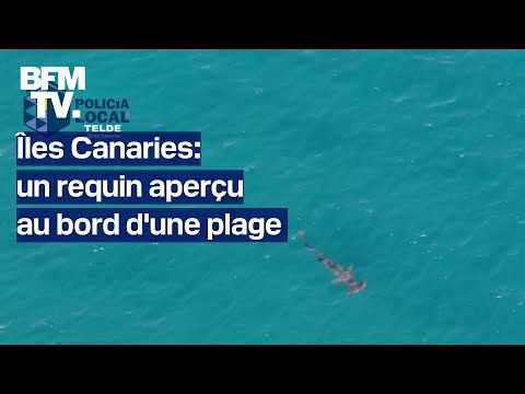 Îles Canaries: un requin aperçu au bord d'une plage