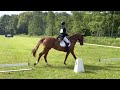 Eventing paard Top eventing paard junior/young rider horse