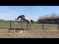 حصان القفز Talentvol springpaard van 't zorgvliet (Chacoon Blue X Vagabond de la Pomme)