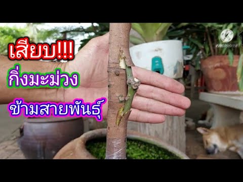 วิธี-เสียบกิ่งข้าง-ต้นมะม่วง-ส วิธี-เสียบกิ่งข้าง-ต้นมะม่วง-ส