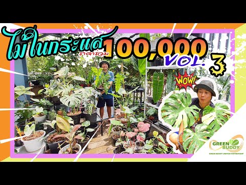 ไม้ในกระแสราคาร่วม100,000++