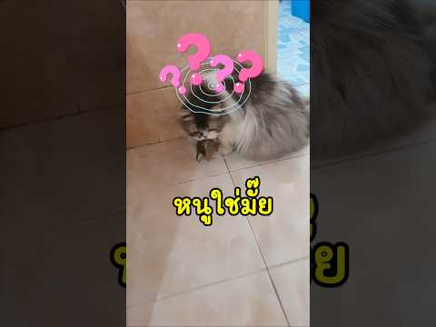 Rung Tips ผลงานของใคร!!นักล่าฟันน้ำนมcat