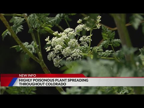 Highly poisonous plant spreading in Colorado