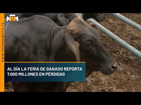 Al día la feria de ganado reporta 7.000 millones en pérdidas  - Telemedellín