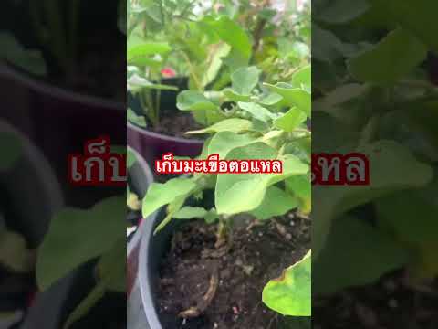 เอาที่สบายใจ by นาง Ow Ti Sabai Jai By Nang เก็บมะเขือตอแหล