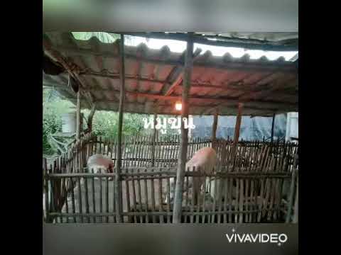 เกษตรผสมผสาน เกษตรผสมผสาน