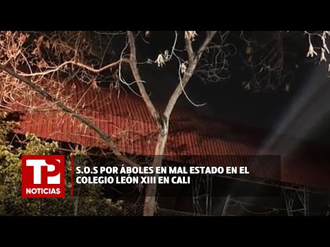 S.O.S por áboles en mal estado  en el colegio León XIII en Cali  I11.03.2024I TP Noticias