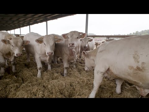 Los ganaderos impulsan su compromiso con el bienestar animal europeo