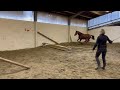 Show jumping horse 2-jarige merrie uit bijzondere stam