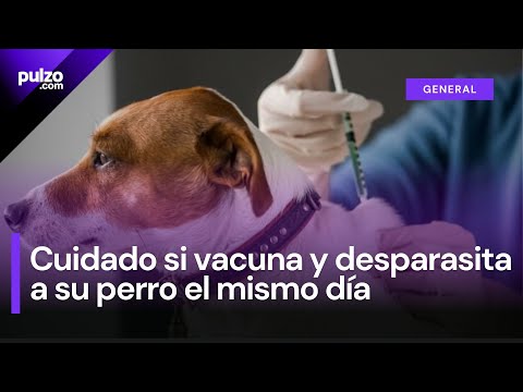 ¿Se puede vacunar y desparasitar a un perro el mismo día? | Pulzo