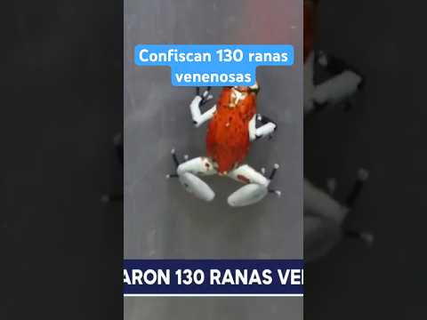 Confiscan 130 ranas dardo a una ciudadana brasileña en Bogotá