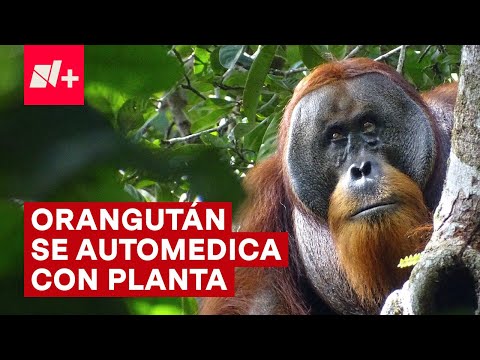 Un orangután, el primer animal que ven curarse con planta medicinal - N+