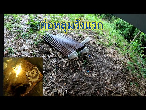 ตีต่อ-ย้ายต่อหลุมรังแรก ตีต่อ-ย้ายต่อหลุมรังแรก