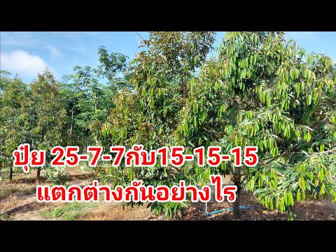 ปุ๋ยสูตร25-7-7กับ15-15-15แบบ