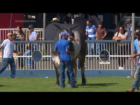 Brazilian livestock fair sets record for sales at cattle auctions