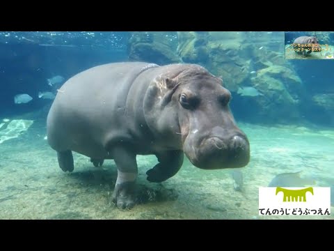 El hipopótamo que vino de México como macho y en Japón resultó ser hembra | AFP