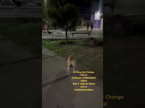 Perritos de la calle