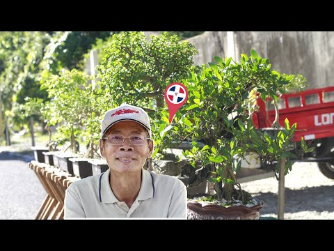 Bonsai en una esquina de República Dominicana