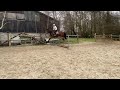 障碍赛马匹 Mooi 5 jarig springpaard te koop