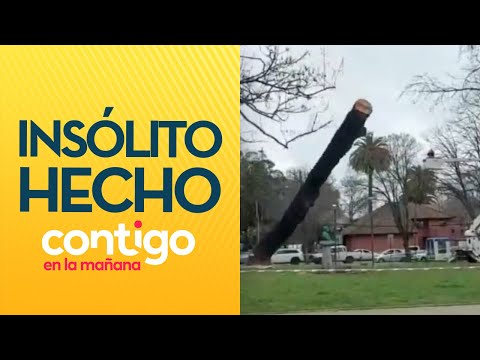 TALA FALLIDA: Árbol cayó y destruyó estatua de Simón Bolívar en Concepción - Contigo en La Mañana