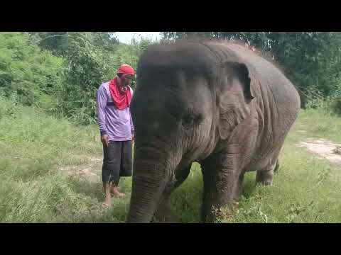 ทรายทองจ๋าสายธรรมชาติ🐘🌿