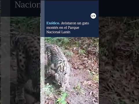 Exótico. Avistaron un gato montés en el Parque Nacional Lanín