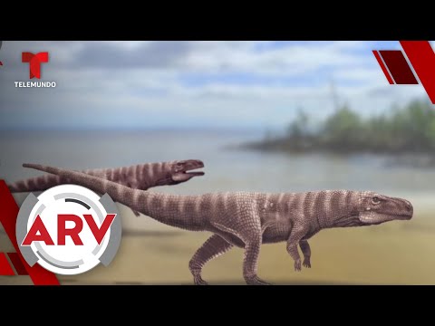 Cocodrilos gigantes prehistóricos caminaban en dos patas según huellas antiguas | Telemundo