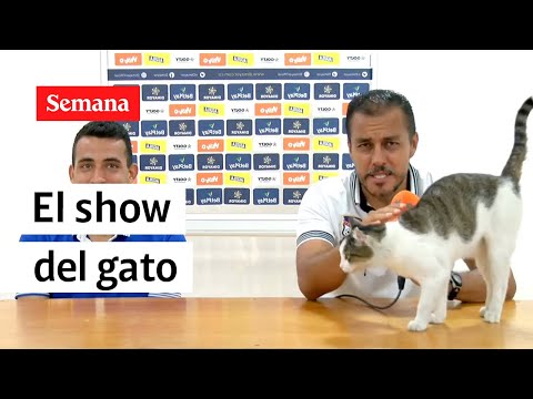 Un gato se robó el show en plena rueda de prensa | Semana Noticias