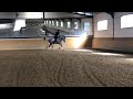Dressuurpaard Super brave PRE Andalusier