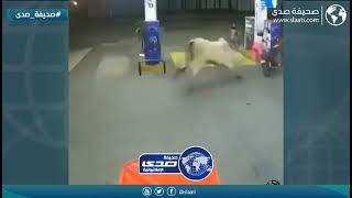 الهروب نصف الشجاعة من الثور