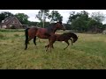Show jumping horse hengstveulen stam 18B1