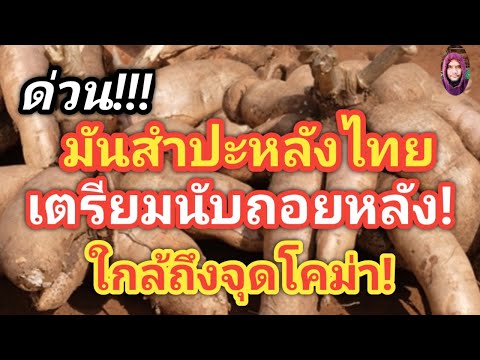 ด่วน!จีนไม่รับซื้อมันสำปะหลังไ