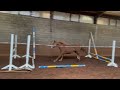 Show jumping horse RADIA VAN T GESTELHOF
