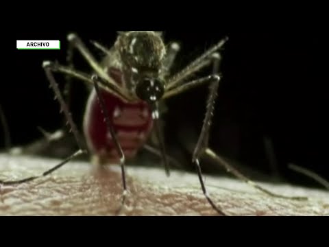 Alertan posible aumento de dengue en Medellín - Teleantioquia Noticias