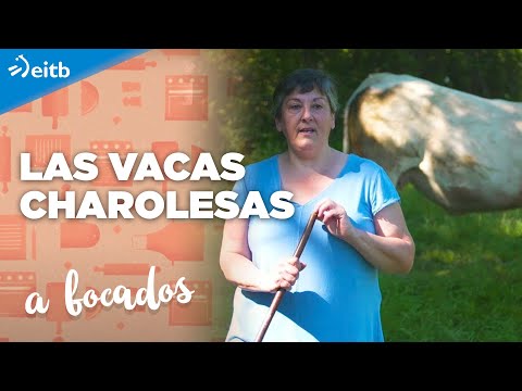 Conocemos a las preciosas vacas charolesas que tiene Rosa María en Orduña