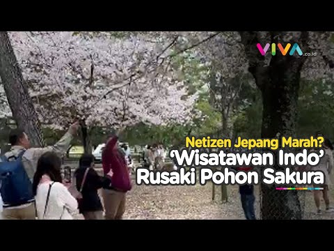 Netizen Jepang Ngamuk! Bunga Sakura Diduga Dirusak Wisatawan Indonesia