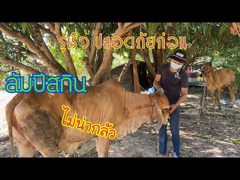 แนวทางป้องกันลัมปีสกิน แนวทางป้องกันลัมปีสกิน