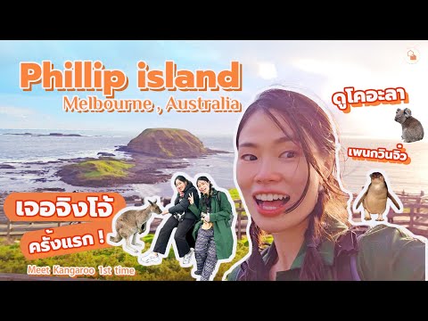 PhillipIslandTraveLlดูจิงโ