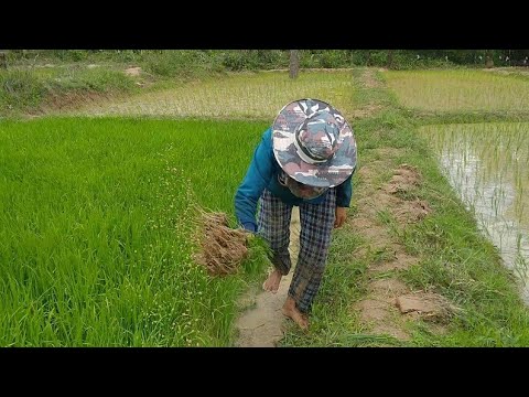 ส้ามนากะปูกัดจนเป็นเดี่น/ສ້າມນ ส้ามนากะปูกัดจนเป็นเดี่น/ສ້າມນ