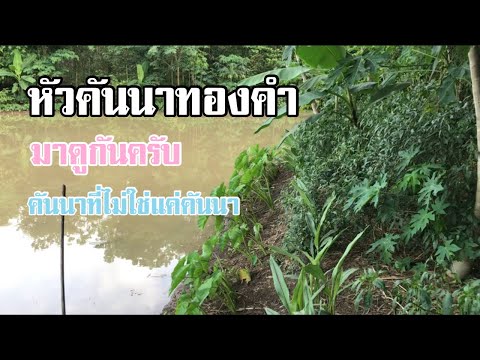 ทำนาธรรมชาติหัวคันนาทองคำคัน