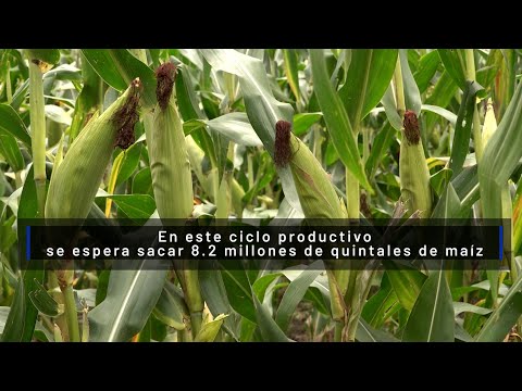 Productores Nacionales de maíz cultivan este grano en diferentes épocas del año