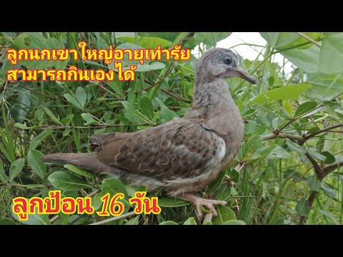 ลูกนกเขาใหญ่ลูกป้อน(อายุลูกนกเ ลูกนกเขาใหญ่ลูกป้อน(อายุลูกนกเ